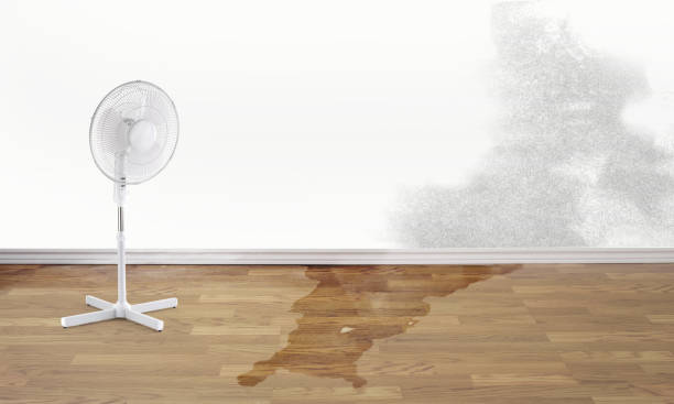 Best Water damage cleanup near me  in Kilauea, HI